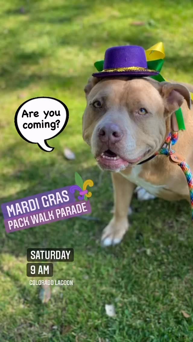 Happy Mardi Gras! Beads, treats & music this Saturday at the pack walk. Please reach out if you’re interested in helping us plan events. See you soon!
Come walk with us! Saturday, Colorado Lagoon, 9 am on the corner of Orlena & Vermont. See you soon!
Our walks respect you and your dog’s need for space, help dogs learn to be calm around others and create an opportunity for us to meet and support each other. Walks among others can satisfy our dog’s need to belong and often lead to a long nap afterwards. And if you need help with any behavior challenges, we can offer suggestions to help you overcome or manage them. Please reach out!
Some of our dogs are scared. Some are shy. Some are reactive. Some are friendly, but learning how to be calm around others. We maintain these rules on our walks: a minimum of ten feet from others (unless dogs are together), one dog per handler, a six-foot or shorter leash (no retractables, please) and NO dog intros. It is everyone’s responsibility to keep their dogs safe and safely under control. If you can follow our rules, you are welcome to join us. Please feel free to use a muzzle if your dog would benefit from it. If you’re not sure if your dog would do well at a pack walk, please message us for more information.
#packwalk #longbeachdog
