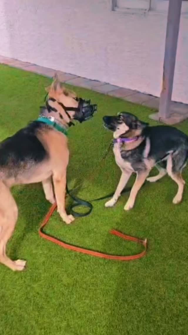 Playtime is always more fun with friends! Ghost and Rosemary are getting to know each other, while Misfit makes sure everyone behaves 😂.
Rosemary, a 1.5-year-old mini Shepherd, is up for adoption through @heartsaliveanimalrescue - DM them for more info!
#abetterpetdogtraining #heartsalive #adoptme #dogsoflasvegas #lasvegasdogtrainer