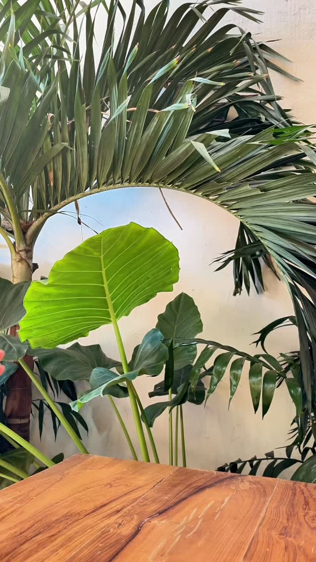 I love Mandala SO MUCHHHH!🙂↕️💗 #sanvalentín