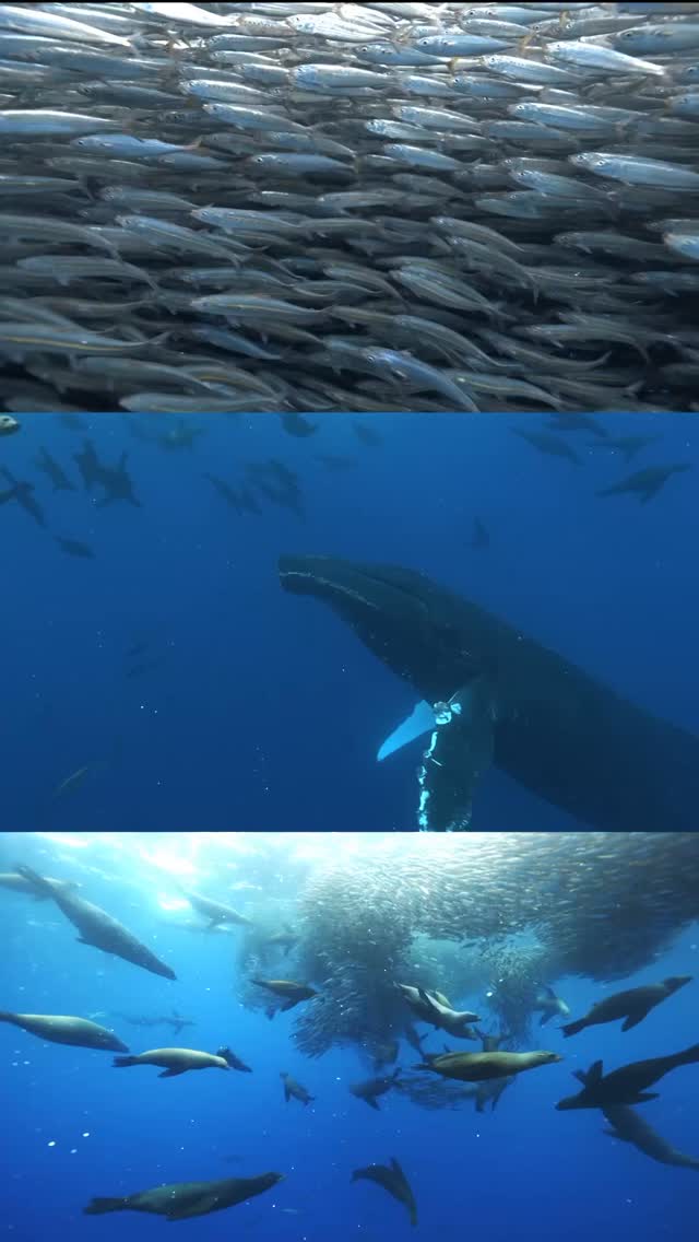 Totally unexpected visitor hitting a sardine baitball 😱
#baitball #sealions #humpbackwhale #oceans