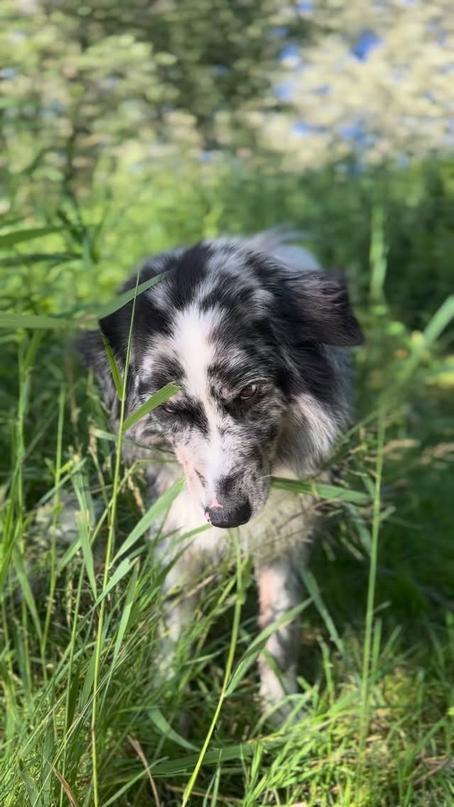 Nicht mehr lange, dann sieht es wieder so aus ❤️
So sehe ich den Winter liebe, so langsam darf sich der Frühling gerne ankündigen! 🌷
Hier liegt wieder Schnee, es ist kalt und weiterer Schneefall ist angesagt 🫠
Das mit dem Blatt war was persönliches sagt Joni 😂
Freust du dich schon auf den Sommer?
WINTER
SOMMER
LANGE TAGE LIEBE