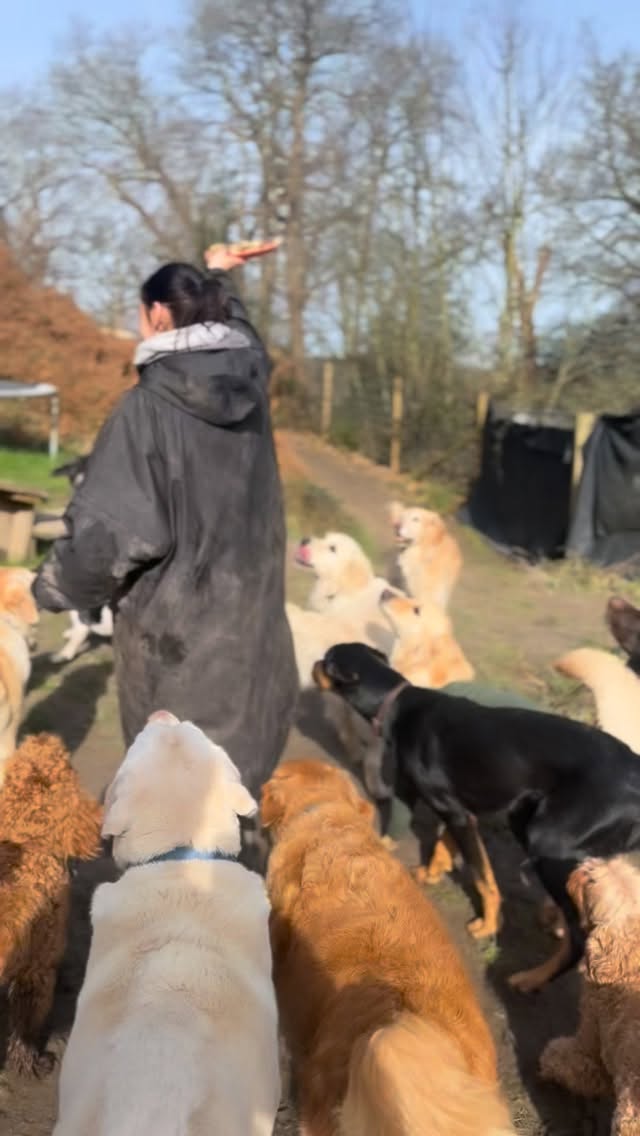 Happy Pancake Day! 🥞 Our pups enjoyed their own dog friendly stacks today and safe to say… they went down a treat!😆🐶✨ #ddd #duncansdogco #duncans
