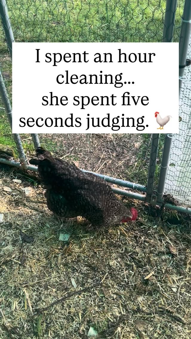 Welcome to my crib: Extreme Makeover, Poultry Edition. (Sheās already planning where to put the first poop.)ā The poop never ends š©š š#chickensofig #chickens #cooplife
