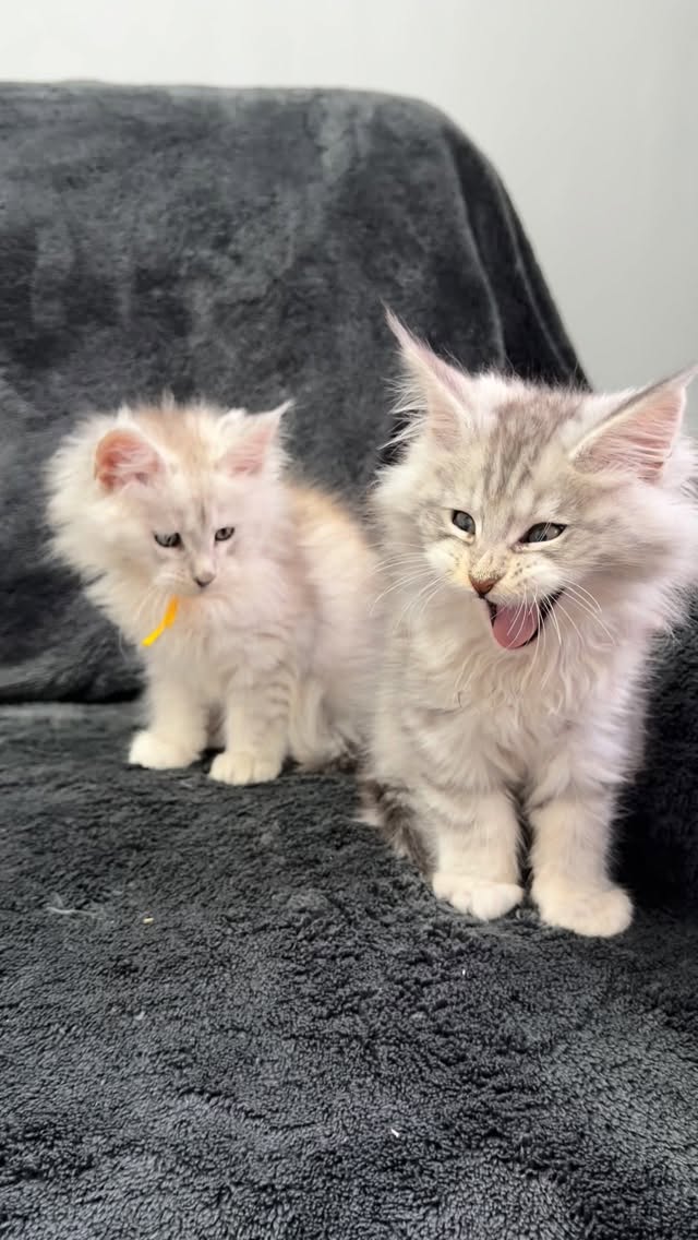 Last two girls AVAILABLE 🩷🩷🩷#mainecoon #mainecoonkittens #catlovers #kitty #kittenforsale