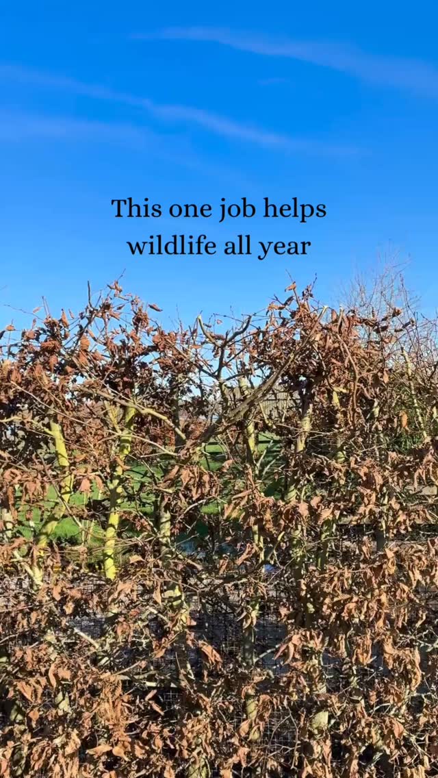 👩🏽🌾 Hedge cutting 🌳🌳🌳
Late winter is the sweet spot for hedge cutting. I cut my hedges in February and then leave them alone for the rest of the year.
Here’s why now is best:
🌳 It’s before nesting season – birds start nesting from March, so it’s kinder (and often advised) to finish major cuts now.
🌳 It gives better shape – you can clearly see the structure while plants are still dormant.
🌳 It promotes stronger growth – pruning now encourages fresh, bushy growth in spring.
🌳 Less stress on plants – the hedge is dormant at this time of year.
Some people give them another trim after August, but I prefer not to. By leaving them, you allow the hedge to provide berries and nuts in autumn for birds and wildlife.
One cut a year and the hedge can spend the rest of the year doing what it does best, supporting nature.
Save this for your February garden to-do list & share with someone who always forgets their hedges.
#thegranarygarden #wildlifegarden #hedgetrimming #wintergarden #guidedbynature