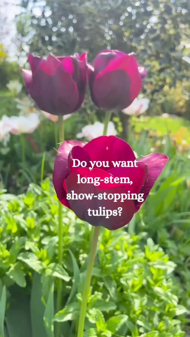 👩🏽🌾 Tulips growing tips 🌷
Start to water your tulips around 8 weeks before flowering to get taller stems and stronger blooms.
This is the moment they’re building their root system, and consistent moisture helps them:
🌷 grow deeper, sturdier roots
🌷 push up longer, straighter stems
🌷 support bigger, better-lasting flowers
🌷 avoid stress that can lead to short, floppy growth
Whether they’re in pots or the ground, keep the soil evenly moist (not soggy) and you’ll be rewarded with elegant, florist-style tulips when they bloom.
Have your tulips started shooting?
#thegranarygarden #springgarden #cutflowergarden #gardentips #tulipcare
