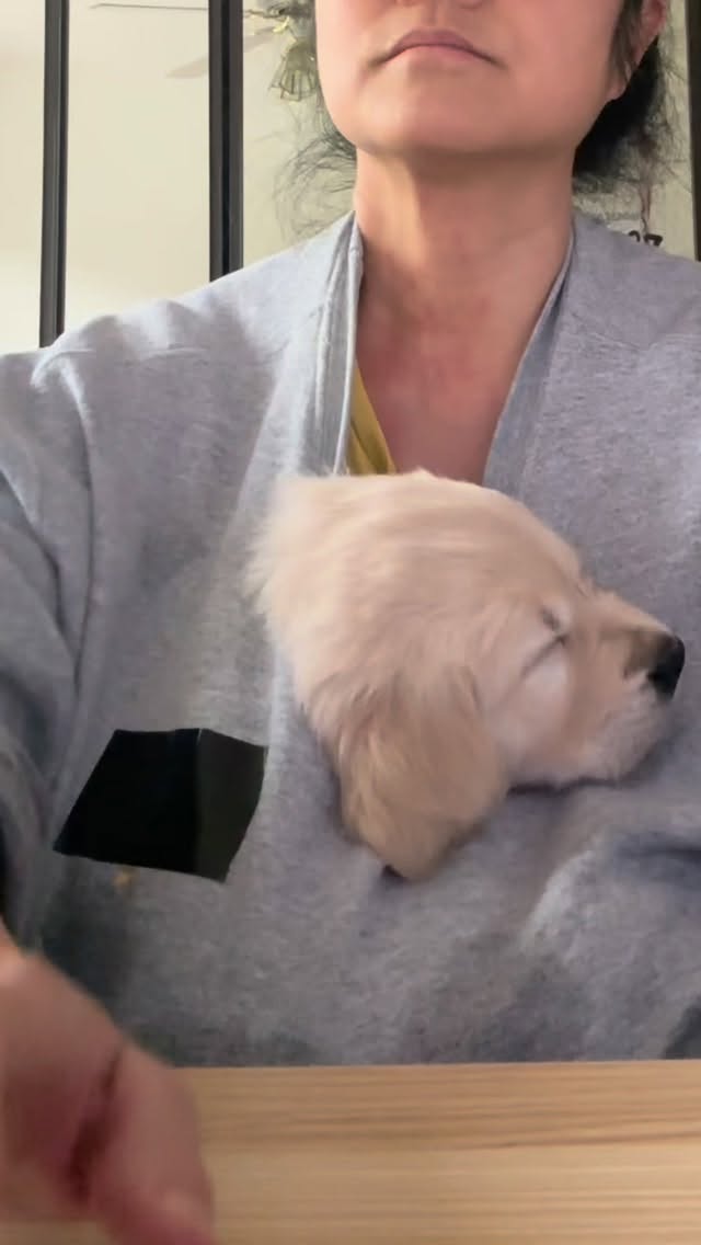 When you have to get some admin done but you also want to snuggle a baby 🤍🐾 Also, we all need extra snuggles with this rain!
#goldenretriever #goldenretrieverpuppy #puppies #socal #monday