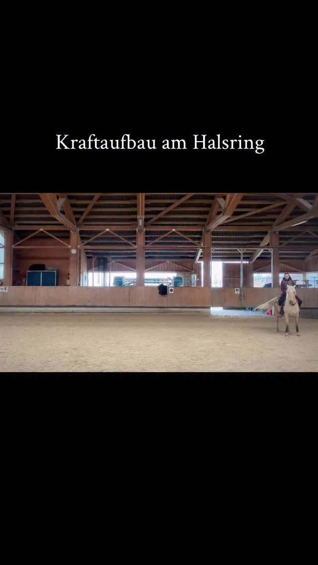 Krafttraining am Halsring 🤍
•
Es geht hier nicht darum ob jeder Schritt perfekt ist, sondern um den Prozess immer mehr Kraft aufzubauen und die Hilfen zu verstehen und fühlen zu lernen als Reiter. 🫶🏼
•
Ich bin so stolz wie Sui sogar am Halsring versucht seine Aufgaben zu lösen, selbst wenn der Takt mal verloren geht oder er an einer Stelle kompensiert. Der Körper zu fordern und dadurch zu formen, ohne zu überfordern ist super wichtig. Natürlich haben wir diese Übung erst im Schritt gestartet und anfangs im Galopp an der Hand, bevor der Reiter oben drauf kam. ☺️ An der Hand ist er schon super schön leicht - jetzt steigern wir langsam immer mehr, um einen kleinen Reitkunstpanzer aus ihm zu machen.
•
Die Dressur ist für das Pferd da und nicht das Pferd für die Dressur. Das zeigt sui mir immer wieder, denn er hat von Natur aus keine gute Veranlagung, ist überbaut, hat weiche Strukturen und ist eher ein Energiesparer. Diese Übungen helfen ihm stabil zu bleiben. ❤️
•
Sui schlägt zum Beispiel viel mit dem Schweif wen die Übung anstrengend ist und er arbeiten muss. Ich benutze hier weder Sporen noch die Gerte. 🙏🏻