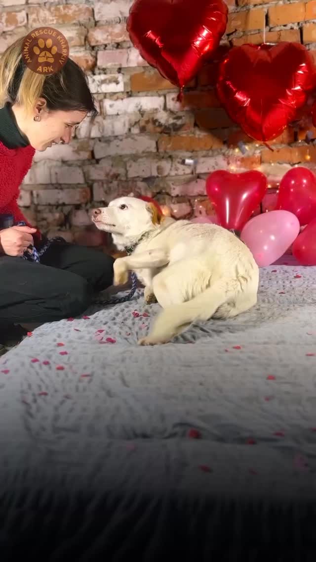 ❤️Любов – це те, що існує завжди та ніколи не перестає (⬇️ENG)
У День Святого Валентина ми шукаємо сімʼї для собак Букета з Костянтинівки, Стара з Харківщини, Мавріка з Вовчанська і Фореста з-під Авдіївки.
Всі ці собаки врятовані з зони бойових дій і зараз у нас в ARK чекають на свої сімʼї .
І саме вони завжди готові дати вам свою Любов!
Контактний номер для всиновлення:
+380951021335 (WhatsApp / Viber / Telegram)
Зробити донат можна за посиланням у біо 👆
❤️ Love is something that always exists and never fades.
On Valentine’s Day, we are looking for families for Bouquet from Kostiantynivka, Star from Kharkiv Oblast, Mavrik from Vovchansk, and Forest from near Avdiivka.
All of these dogs were rescued from the combat zone and are now with us at ARK, waiting for their families.
And they are the ones who are always ready to give you their Love!
Contact number for adoption:
+380951021335 (WhatsApp / Viber / Telegram)
You can make a donation via the link in our bio 👆
