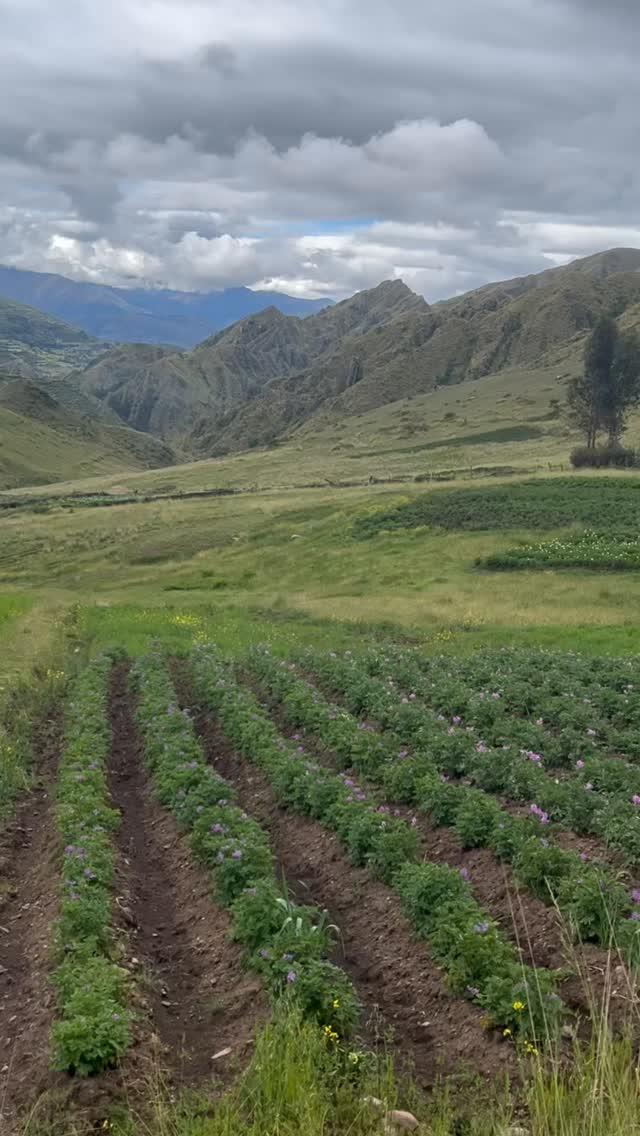 To walk in beauty is to align the heart with the living spirit of the world.
This is the path we walk together during the Rendez-Vous en Terre Sacrée @rendez_vous_en_terre_sacree.
Next and third cultural and spiritual journey to Peru, in the Sacred Valley — early February 2027.
Only 11 spaces available.
Marcher dans la beauté, c’est mettre son coeur en harmonie avec la fréquence du monde.
C’est ce qu’il se passe lors des Rendez-Vous en Terre Sacrée @rendez_vous_en_terre_sacree
Prochain et 3 eme voyage culturel et spirituel au Pérou dans la Vallée Sacrée, début février 2027, places très limitées (11)!
.
.
.
#valleesacree #native #RDVETS #voyagespirituel #voyagespiritueletinterieur #voyageculturel #chemindeconscience #notayogaretreatbutwedoyoga #incas