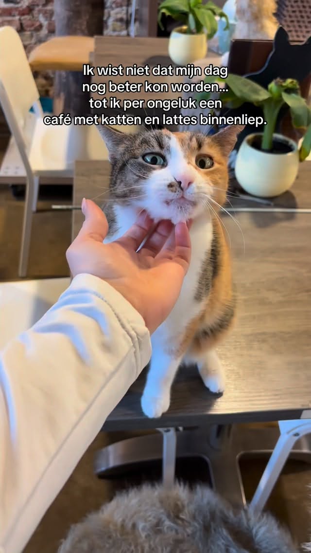 Soms vind je precies wat je niet wist dat je nodig had 😌🐾
Katten, koffie en een beetje geluk 💛☕
#katcafe #cozyvibes #alkmaar #catsoftiktok #koffiemoment