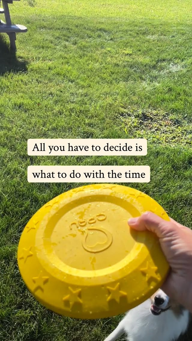 We only get one day at a time.
So I try to spend mine on purpose.
I didn’t choose to be a breeder because I wanted a million dogs at my house. I chose it because I knew deep down it could be done differently.
Dogs don’t have to live in kennels. They don’t have to be overbred. They can be dogs—chasing frisbees, splashing in water, trotting through the garden, taking naps in the sun… while still being responsibly cared for, health-tested, and thoughtfully raised.
Behind the scenes, that’s what my day looks like:
✅ real life with real dogs
✅ raising healthy, happy puppies with a strong foundation
✅ doing this with intention, not volume
If that’s the kind of breeder you’ve been hoping exists… hi. You’re my kind of people. 🤍🐾
#miniaussies #miniaussiebreeder #responsiblebreeding #ohiogardener #familyraisedpuppies