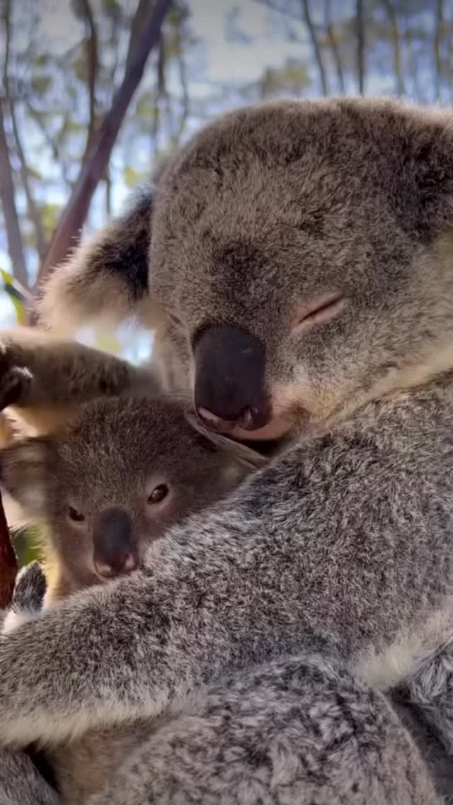 Tune-in Tuesday. This is your ‘moment to pause’, take a deep breath and come back to the present moment. Remember you have everything within you to handle whatever comes your way. Video thanks to @wildlife.watcherau #momenttopause #mindfulness #meditation #breathe #inspiration