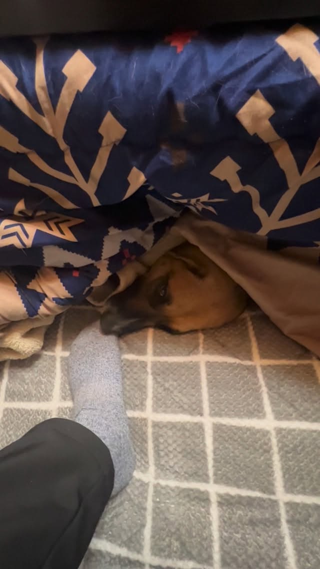 今日はお腹が痛いので病院に行ったら盲腸でした。でも入院は避けられたからよかったです。
病院に行っている間、お留守番組はちゃんとこたつを守っていたようです。