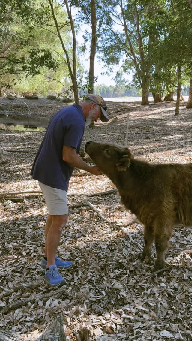 Make choices that make you happy 🙂
#wildinourheart #farmstay #southwestwa #happy #highlandcow