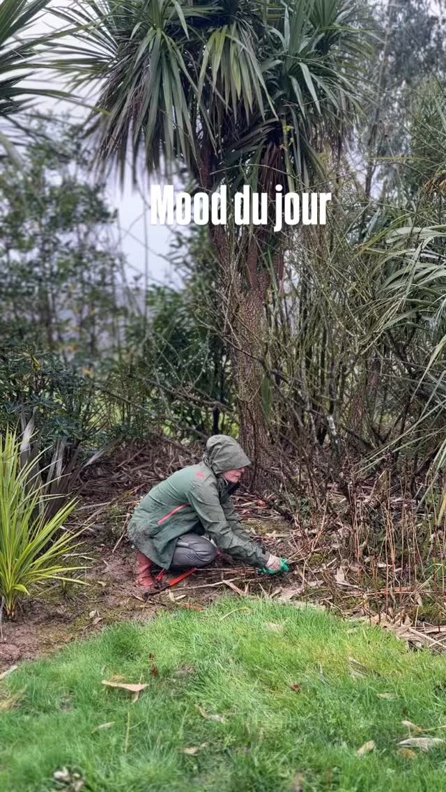 En se moment au jardin des barthes pas le choix; on jardine par tous les temps ou presque mais nous sommes habitués à avoir les mains et les pieds dans la boue👨🌾
🌱aujourd’hui c’est jardinage sous la pluie en attendant mieux
🌱ce ne sont pas les conditions idéales mais il faut que ça avance il y a tellement à faire
🌱le jardin ouvre dans deux mois tout va aller très vite maintenant
🌱nettoyage des phormiums rebouchage des galeries de campagnols taille des derniers rosiers désherbage un peu aussi
🌱ok on patauge 😂ça rappelle notre enfance
🌱chaque feuille abîmée par le gel et la pluie doit disparaître
#gardening #jardinage #plantslover💚 #campagne #garden