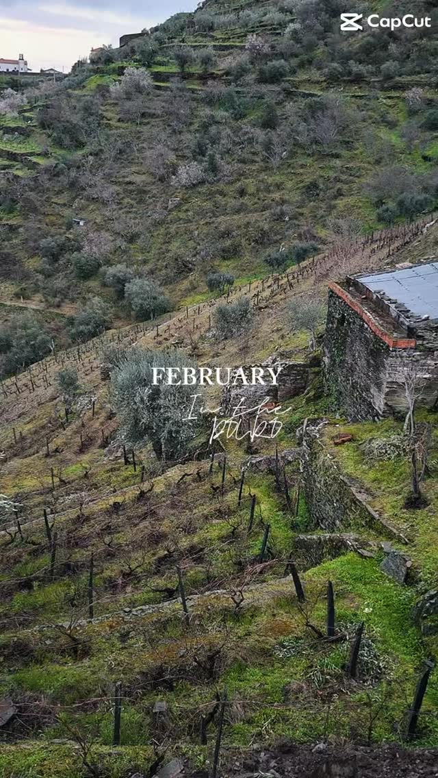 February in the Douro means pruning season. But on terraced vineyards like ours, it’s not that simple.
The steep schist slopes hold rain.
The narrow stone paths become slippery. There’s no machinery here — everything is done by hand.
When the ground is too wet, we wait. Because in the Douro, vineyard care isn’t rushed.
It’s adapted to the land.
— Quinta da Marfenja
#vineyard #dourovalley #douro #february #pruning