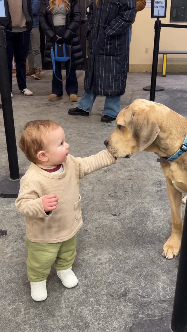 Sebastian wants you to know that if you come in with tasty fingers, he promises tons of kisses. #tygartmountainsports #okemo #shopdog #vermont #greatdane