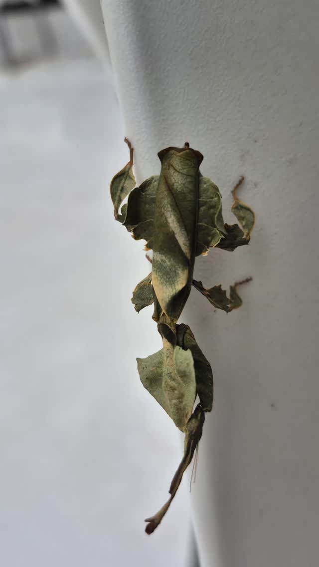 Its so cool to actually see these as their camouflage is incredible. Ghost Mantis #mantis #ghostmantis #wildlife
