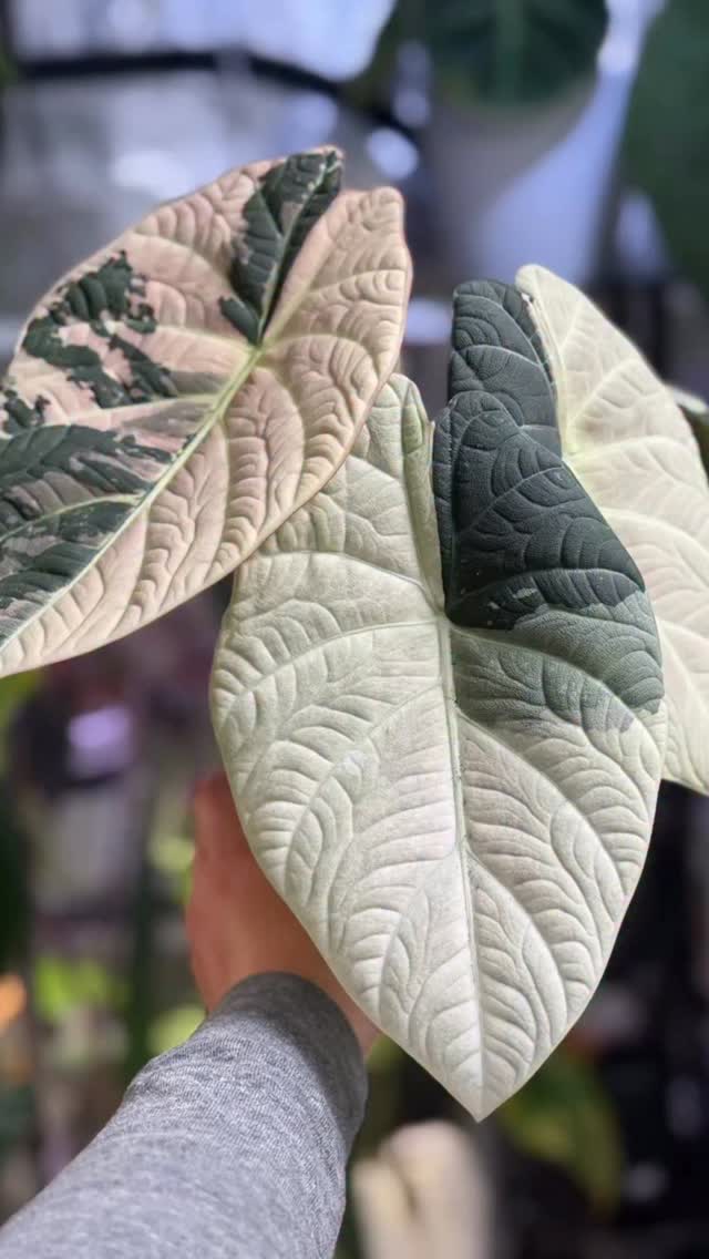 Happy Hump Day!
Alocasia Maharani Albo. The one that stays constant in my tent. No drama No hate- just simply exist and fabulous ✨💗
#plantsmakepeoplehappy #alocasiamaharanialbo #growingcorm #plantlife #plantparenthood #growtent #growingindoor #plantsarefriends🌿