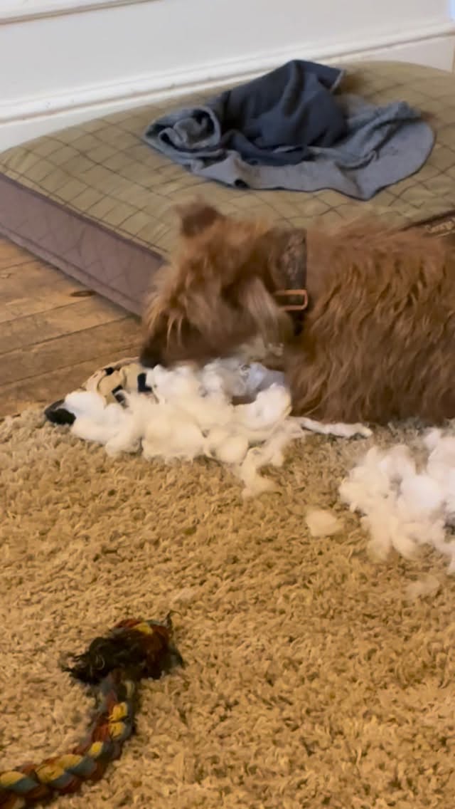 Another innocent toy being disemboweled 🙁 #ruthless #disembowelment #irishterrier #terrier #irishterriers #irishterriersofinstagram