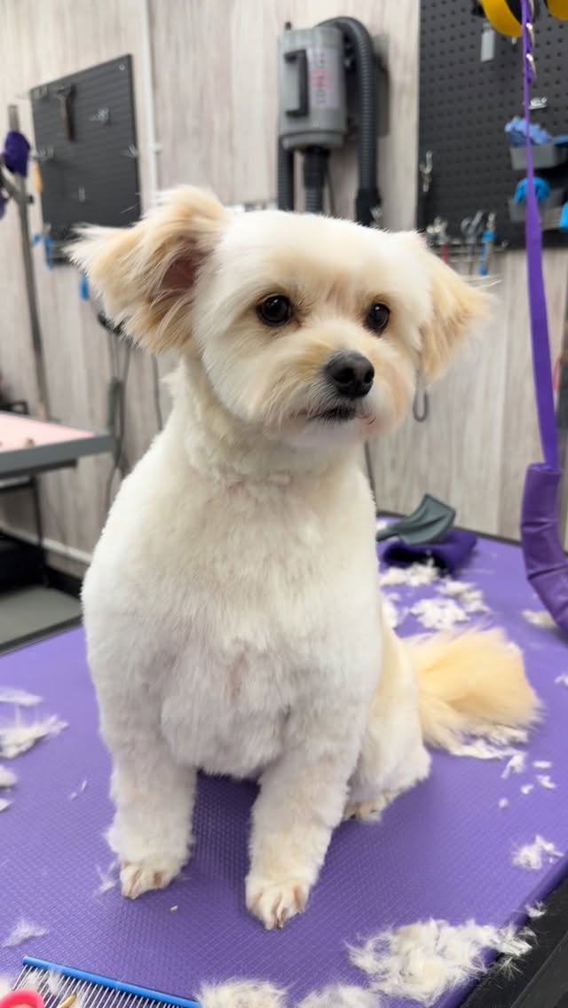 Scruffy Dogs Cardiff
Dog Grooming
Call 02922 802554
Or book at scruffydogs.net
47c Cardiff Road, just off Llandaff High Street
#cardiff #cardiffgroomer #Cardiffcockapoo #scruffydogs #dogsofcardiff
