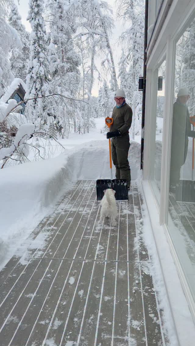 Gooseberry helping with snow work. Always❄️
#levilapland #snowytrees #finnishlapland