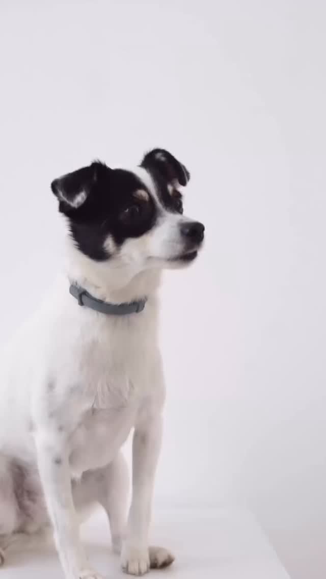This might be the cutest thing we have ever done at i smile orthodontics! 🐶
On March 16th, we are turning our lobby into a full pet smile studio and your pet is invited! Because it’s Spring Break! Perfect timing!😻
If you want your pet professionally photographed by Jenny and officially entered into the My Pet Can Smile Contest, here is exactly what to do:
HOW TO RESERVE YOUR SPOT:
☑️Text PET to 319-266-6973
That’s it. Our team will help you reserve a time slot so we do not have any four legged frenzies in the lobby.😉
HOW YOUR PET IS ENTERED:
☑️Bring a donation for The Humane Society on March 16th.
☑️Your donation is your official contest entry.
Online monetary donations are welcome too with the link provided.
WHAT HAPPENS NEXT:
☑️We photograph your pet right here in our office.
☑️All entries are posted on our social media pages.
☑️Online voting opens.
☑️Our community chooses the winning pet smile.
THE PRIZES:
☑️Winning pets will receive gift cards to their favorite places to shop.
☑️The Humane Society will also be gifting a gift card that can be used toward adoptions, wellness services, or products.
BONUS FOR HUMANS:
☑️While your pet is showing off their smile, we are offering complimentary consultations with Dr. Stiles that day.
If you have been curious about LightForce, our fully customized braces that can mean up to 40% faster treatment time with fewer appointments, or Invisalign, this is the perfect chance to meet Dr. Stiles, ask questions, and experience what makes i smile orthodontics different.
This is not just a photo contest.
It is a community moment.
And it is going to be unforgettable!💜
Text PET to 319-266-6973 to reserve your spot. Time slots will fill quickly!