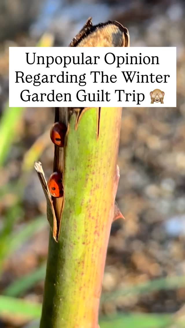 Weāre always told that we must leave our gardens messy in the autumn to save the bugs, and, Iām all for supporting the ecosystem, but seeing these guys thriving on a piece of pressure-treated wood makes me wonder.
Is it worth the guilt trip?
Every autumn, the ādonāt cut backā pressure is real. But maybe nature is a bit more resilient than we give it credit for?
Ladybugs are clearly more resourceful than we think. So,can we have a tidy garden and a healthy habitat? It seems nature finds a way to survive, with or without our stalks.
Maybe itās time to lose the garden guilt. If they can make a home on a fence post, theyāre doing just fine!
What do you think? Team āLeave the Leavesā or Team āClean Slateā? šš»š. #ladybird #wildlife #nature