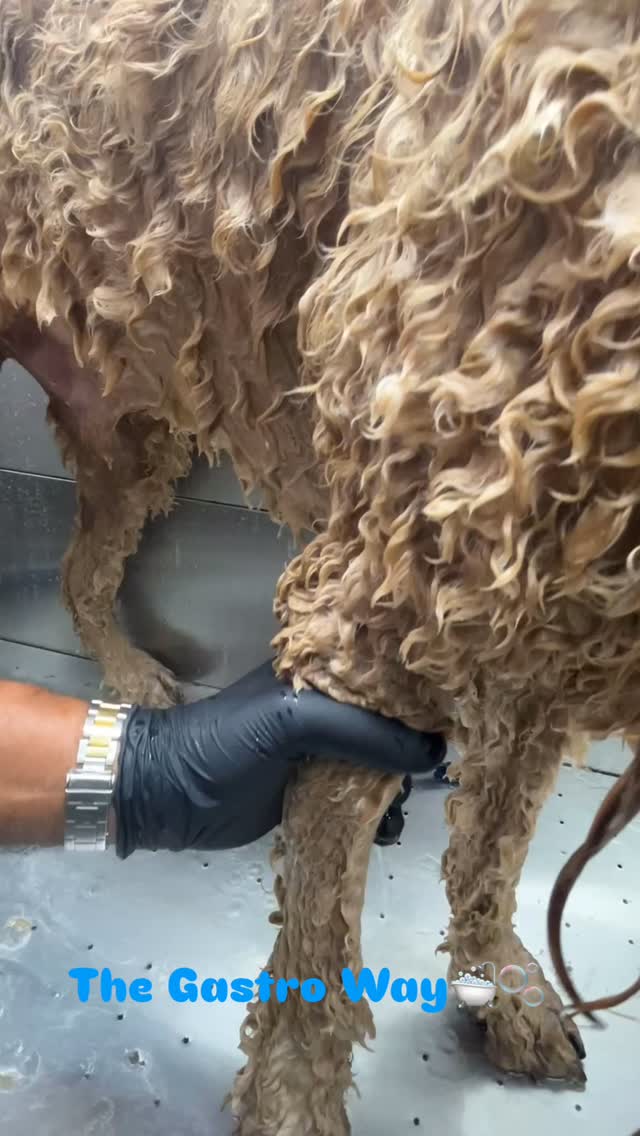 #thegastroway #houston #doglovers #dogsofinstagram #paws