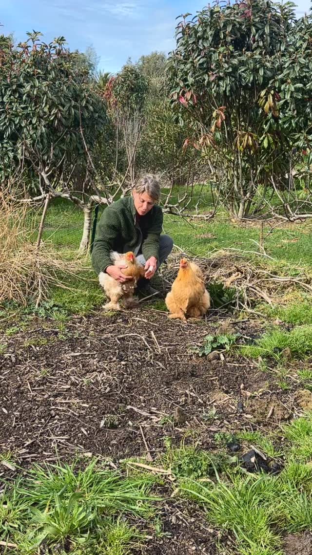 Une journée ordinaire au jardin des barthes à avancer le potager avant la pluie et le vent annoncé
🌱le potager est près de la maison les poules Tina et Mylène sont heureuses d’être avec moi et de cette petite animation
🐱Charly mon fidèle chat en profite pour sortir ses papattes
🌱un jardin ça vit de par ses habitants et son rythme saisonnier
Tailler les pommiers manger une clémentine câliner les poules et partager ces moments avec son chat
🌱Mars et le printemps arrivent tout va s’accélérer
🌱taille des pommiers en cordon
👨🌾préparation des premiers carrés pour les fèves petits pois épinards et patates
Jardin des barthes classé remarquable
Un des plus beaux jardins de France 15mn d’ Hossegor 30mn de Biarritz
#poules #chat #potager #gardening #gardenlovers