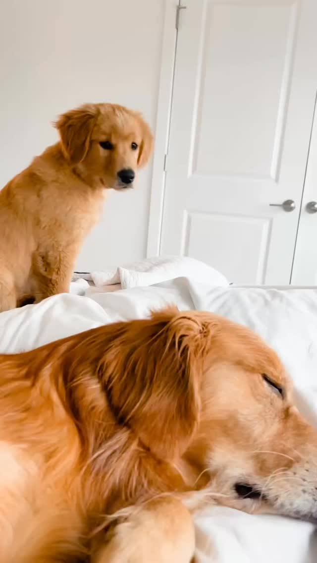 Say out loud:
“Show me how good it gets.”
This sets your mindset to look out for the good moments your day is about to be PACKED with!
And helps ensure you don’t miss them.
What we choose to think about is what we think about. ❤️❤️
#veterinarymindset