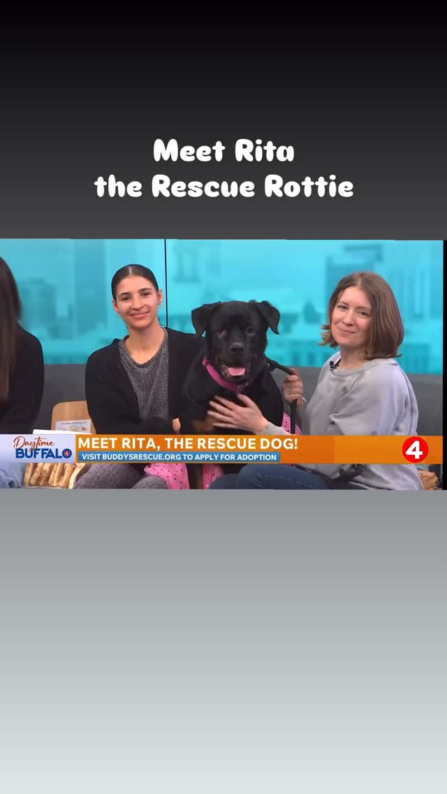 Here’s a little more about Rita the Rottie from @buddysrescue looking for her foster or forever home 🐾❤️
She’s about 6–7 years old, around 80lbs of love, and a BIG people girl! Total cuddle bug.
Full transparency — she might counter surf 🏄♂️ (girlfriend loves food, and after being starved in her past life, we can’t really blame her).
You may also notice her cherry eye — especially when she’s rocking that pink skirt to match 🍒 She’s had two surgeries already, and it’s looking like she may just rock it for life. And honestly? It doesn’t take away from how sweet, affectionate, and deserving she is of a safe, loving home.
If you feel like you could be Rita’s person, please apply at BuddysRescue.org 🐶💕
#Buffalony