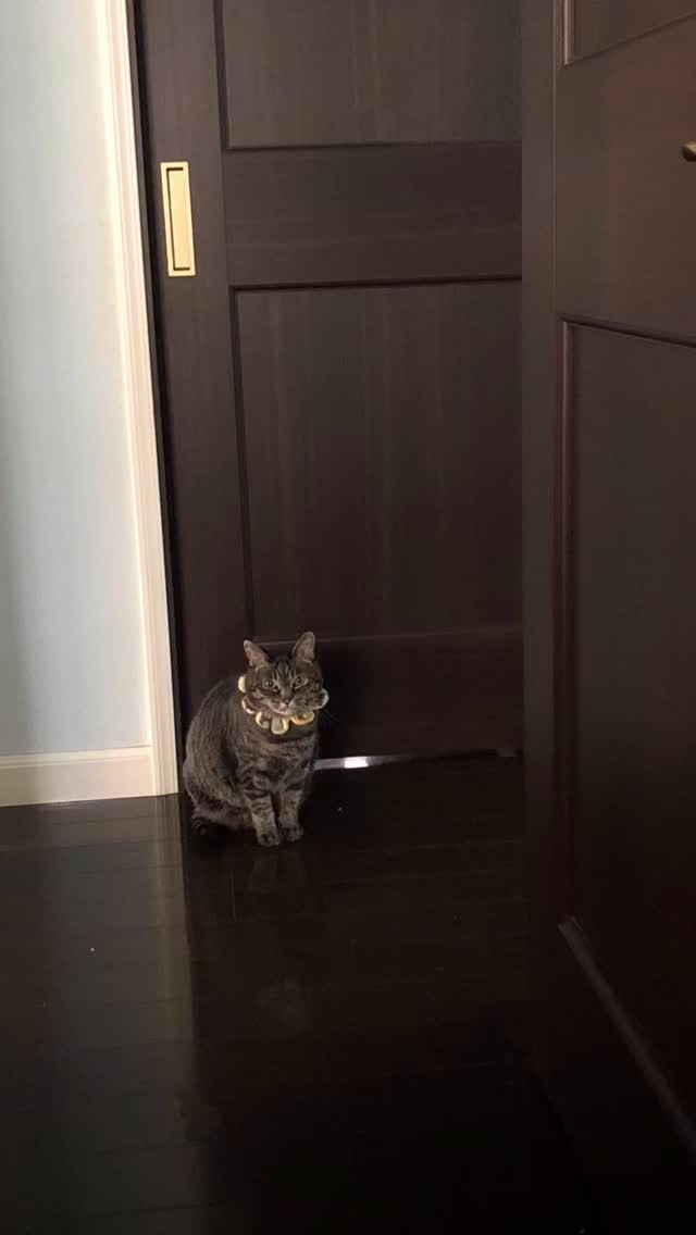 朝起きると
廊下から
マリーちゃんが
こちらを見ていました。
珍しい
#猫のいる暮らし
#元野良猫
#rouma