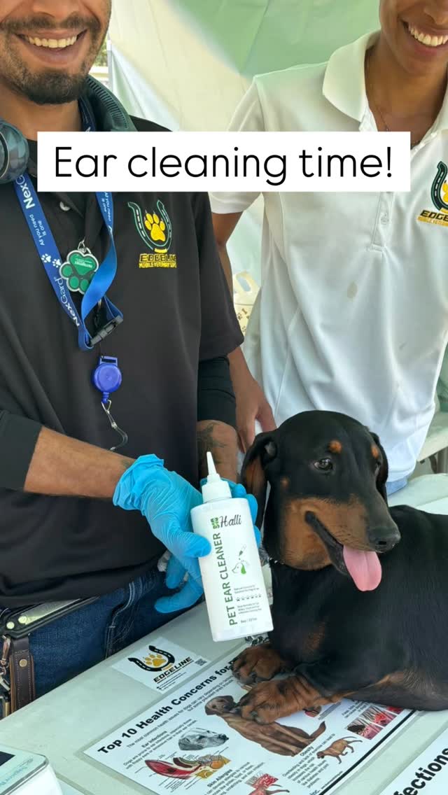VET APPROVED! Dr. Heffes and the expert team from @edgeline_mobile_vet_services trust Halli Pet Ear Cleaner to keep their furry patients’ ears clean and healthy.
Our plant-based formula gently yet effectively removes dirt and waxy buildup, ensuring your pet’s ears are comfortable and well maintained.
Ready to give your pet the best in ear care? Visit hallipetcare.com (link in bio!) or find us at select retailers to purchase your Halli Pet Ear Cleaner today.
Treat your pet to the natural effective care they deserve!
#hallipet #petcareessentials #healthyears #vetapproved #shopnow