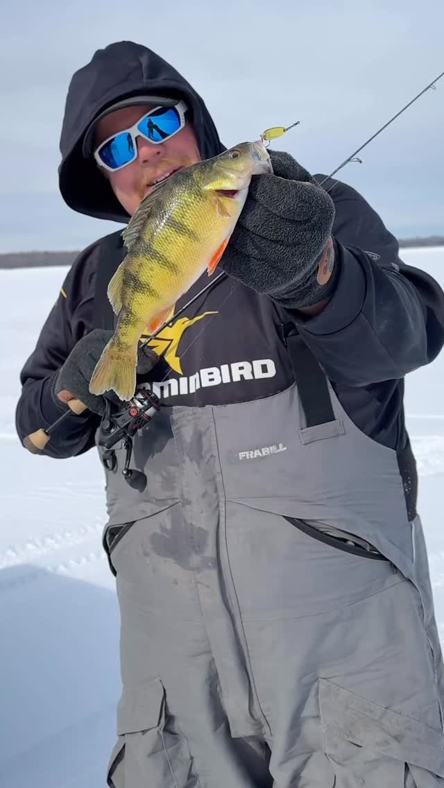 He’s always one step ahead of the school! It’s -8 degrees here in Northern Minnesota with over 36 inches of ice on many of the lakes. We’re making the most of winter.
#icefishing #belowzero #perch