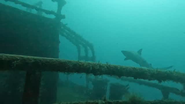 Fantastic day #scuba #diving with @pura_vida_divers. Enjoyed a close encounter with this #Caribbean #reef #shark cruising over a #wreck. It then stationed in the strong #current and #hovered in place. Amazing #hydrodynamic form to station hold with minimal effort. Really looking forward to #diving with @pura_vida_divers again soon. Thanks so much for the invitation! #sharkconservation #sharks #sharkdiving