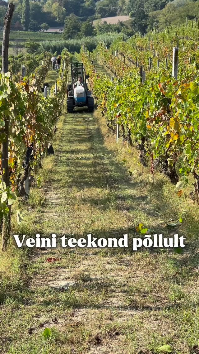 Veini teekond põllult klaasi.🍇🥂