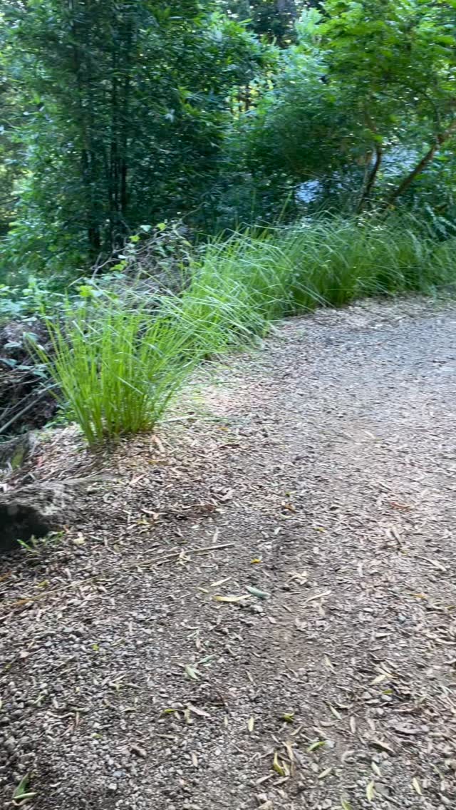 Visit to a mate in Mullum NSW…he started with few slips!!’ And after some hard work an eye for beauty… and a really practical way to protect and colonise a steep land, creating pathways, roads, gardens and spaces that are sooo beautiful #vetiver #vetivergrass #vetiversystem #vetiversolutions