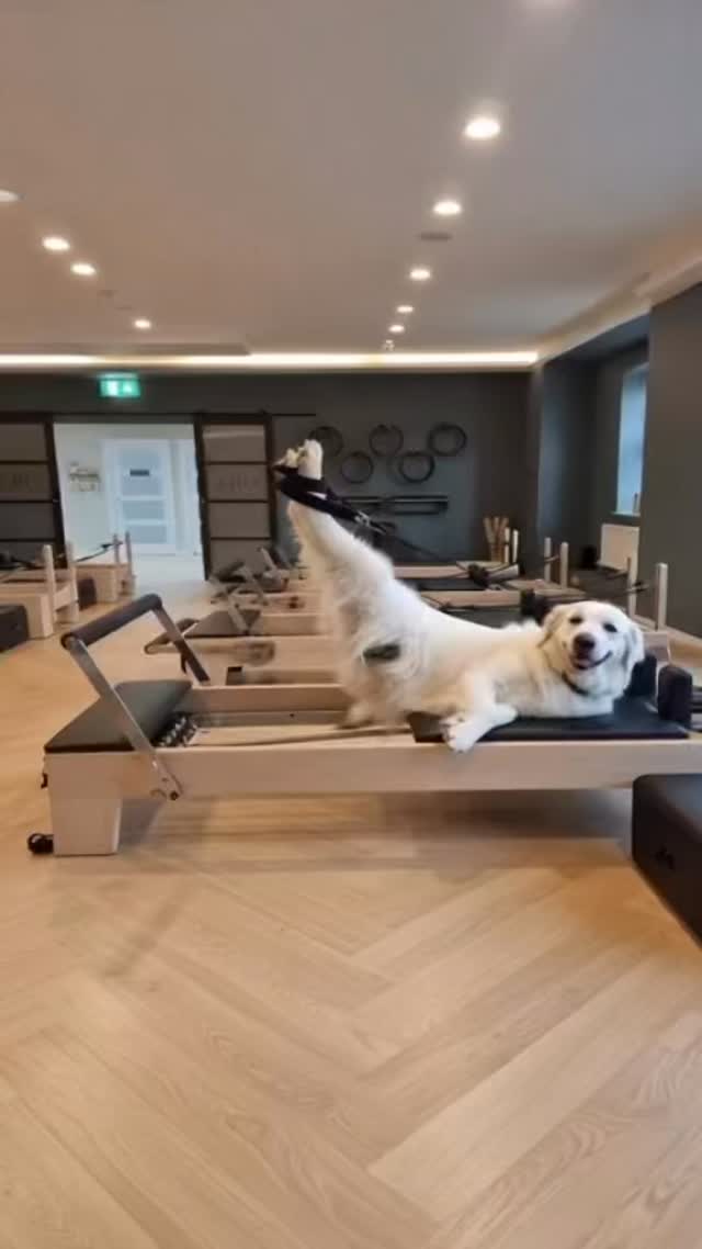 Downward dog? No thanks. I prefer reformer retriever.
#pilatesprince #reformerpilates #studiovibes #maincharacterenergy #morningroutine