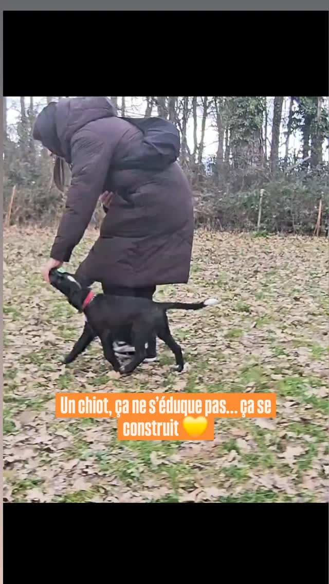 ✨ Apprendre à construire avec son chiot, dès les premiers jours ✨
Un chiot, ça ne s’éduque pas… ça se construit 💛
Construire la relation.
Construire la confiance.
Construire les bases d’une belle coopération.
Chaque interaction compte 🐶
Le rappel, la marche en laisse, la gestion des émotions, la découverte du monde… tout commence maintenant.
Tu veux démarrer sur de bonnes bases avec ton loulou ?
Tu veux comprendre comment l’accompagner sans pression mais avec cohérence ?
👉 Ça t’intéresse ?
Contacte-moi 📩
Ensemble, on construit les fondations d’un duo solide, motivé et complice 🐾✨
#chiot #educationcanine #construction #relation #pilepoileduc duc flaircanin