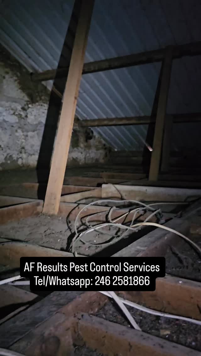 Got bats in your roof? Don't hesitate. Call us today!
#barbados #pestcontrol #bats #afresults