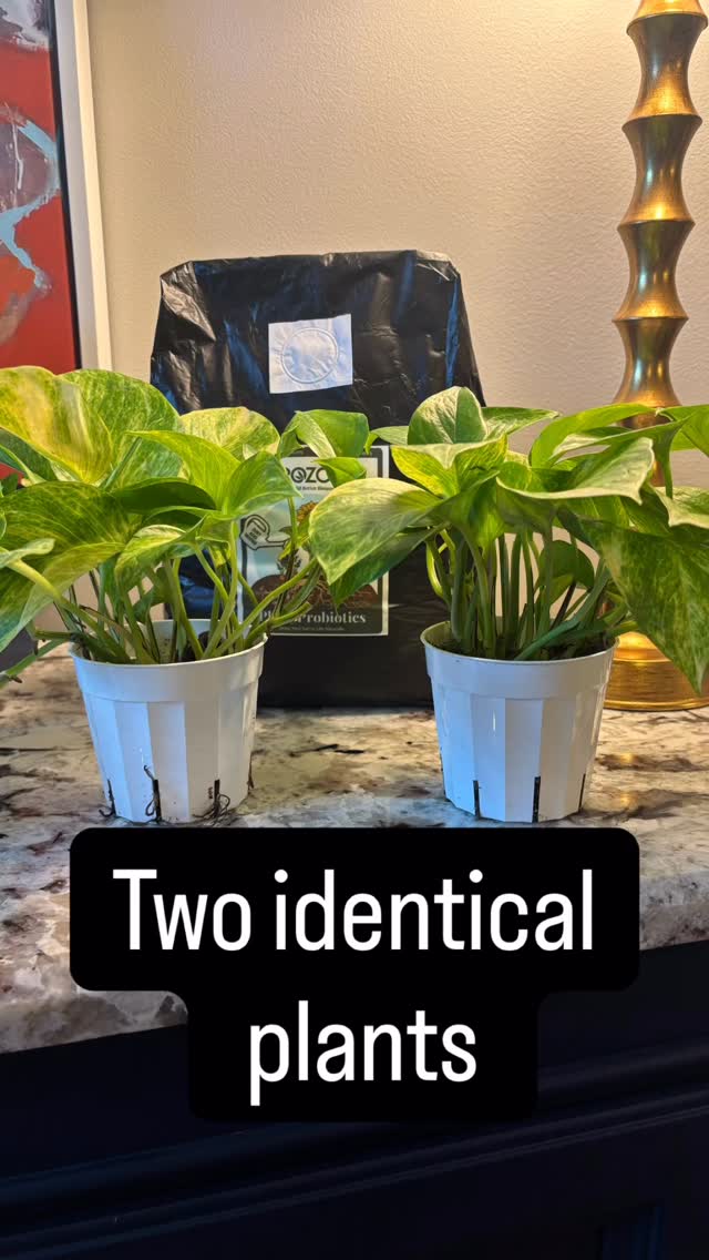 We couldn't even believe these results đ€Ż!
Same plant.
Same light.
Same water.
30 days apart.
The only difference?
5 Grozome applications. đ±
When you feed the soil biology, the plant responds. Stronger roots. Steadier growth. Real resilience.
Healthy plants start underground and it happens faster than you think!
Right now, get 15% off our 7.5 lb size of GROZOME and see what living soil can do in just one month for your plants.
Shop the link in our bio.
#Grozome #LivingSoil #SoilBiology #RegenerativeGrowing HealthyRootsHealthyPlants