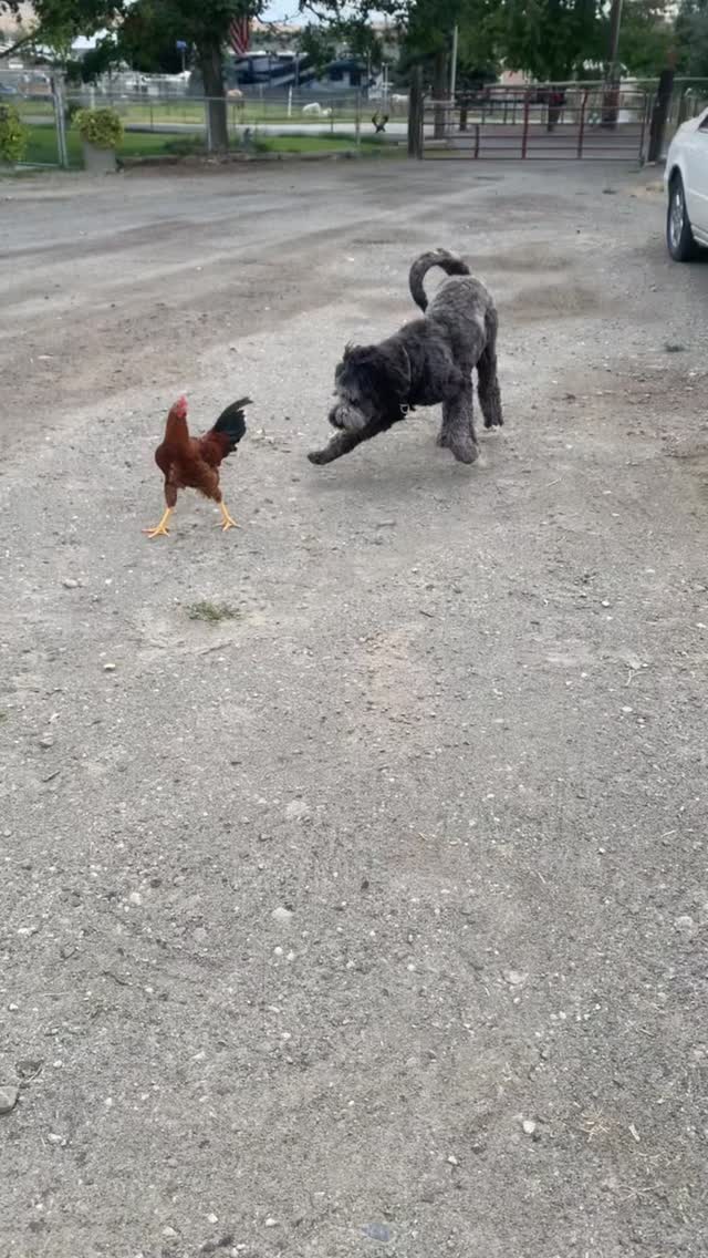 Update. Marla Akela. Not available
#sanders_saint_berdoodle #saintbernard #puppy #poodle