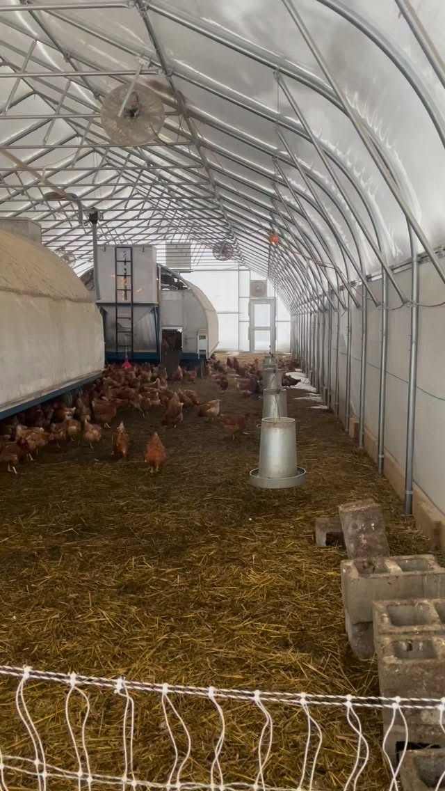 More snow! The ladies don’t mind, though. They are still pumping out eggs and we are still planning on showing up at the @brattwintermarket Saturday morning. We’ll have lots of fresh eggs, pea shoots, and purple radish microgreens, as well as our pasture raised @realorganicproject frozen chicken and bone broth.
Despite the thick blanket of white stuff on the ground we still gotta eat. Support your local economy and keep your money out of the billionaires pockets.
#vermontorganic #farmersfeedusall #supportlocal #leapingbearfarm #realorganicchicken