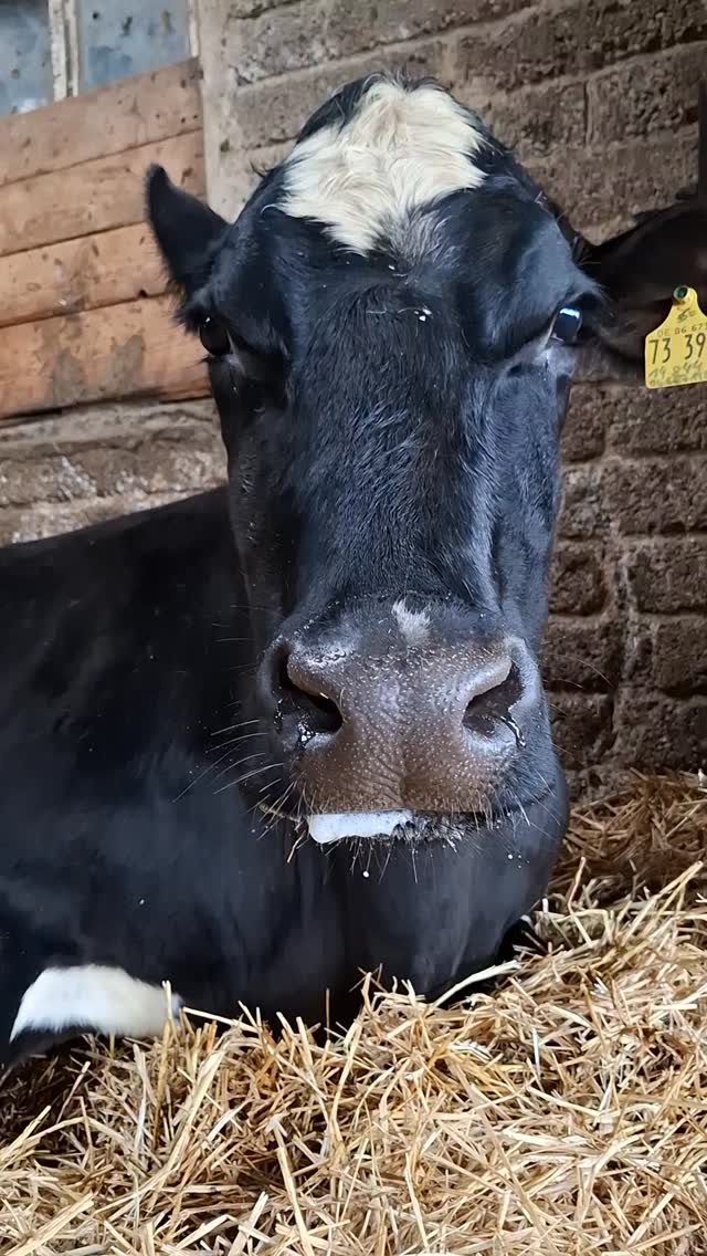 Amalia 🖤
.
.
.
#einfachleben #zufriedenundglücklich
#PatenGesucht #Hofmomente
#KuhLiebe