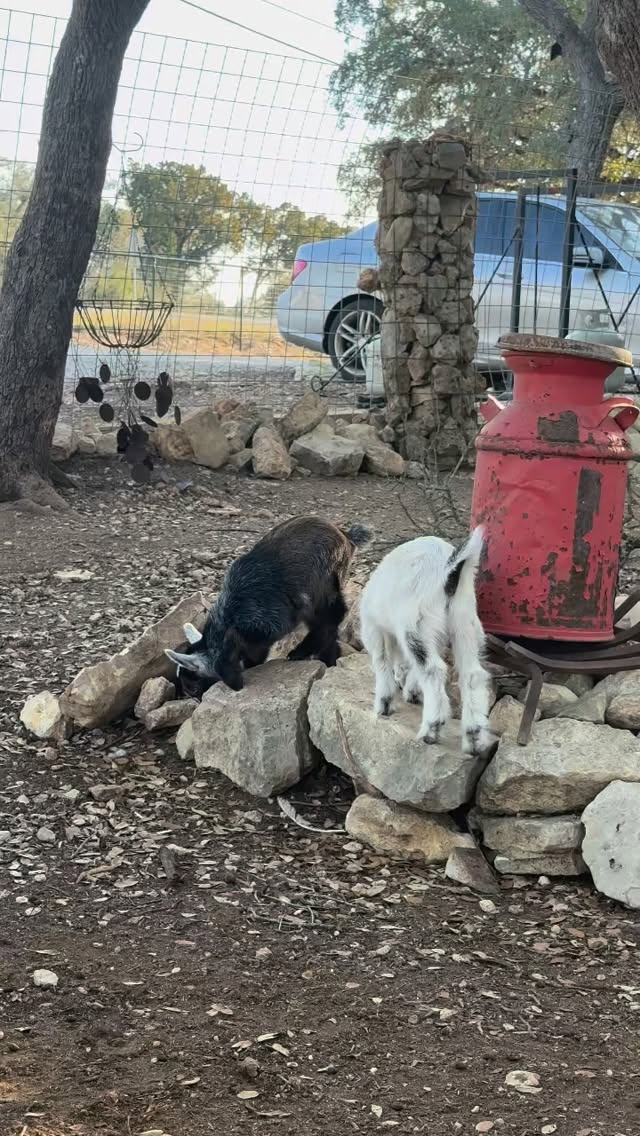 Spring has officially sprung at The Divide 🌸🐐
We’ve welcomed TWO new baby goats and they are as cute as can be!
Bring the kids and/or your pups out for a beautiful weekend —
✨ 3 playgrounds
✨ Bounce house up and ready
✨ Zelda’s Pizzeria is OPEN 🍕
✨ Now serving New Zealand meat pies 🇳🇿🥧
Sunshine, baby goats, pizza, and savory pies… sounds like the perfect weekend to us!
⸻
#SanAntonio
#SanAntonioTX
#SATX
#SanAntonioEvents
#SanAntonioFamily
ThingsToDoInSA
SanAntonioKids
SanAntonioWeekend
TexasFun
HillCountryFun
SanAntonioEats
SATXFoodies
SupportLocalSA
ShopLocalSA
SanAntonioDogs
DogFriendlySA
FamilyFunSA
BabyGoats
PizzaLovers
NewZealandMeatPies