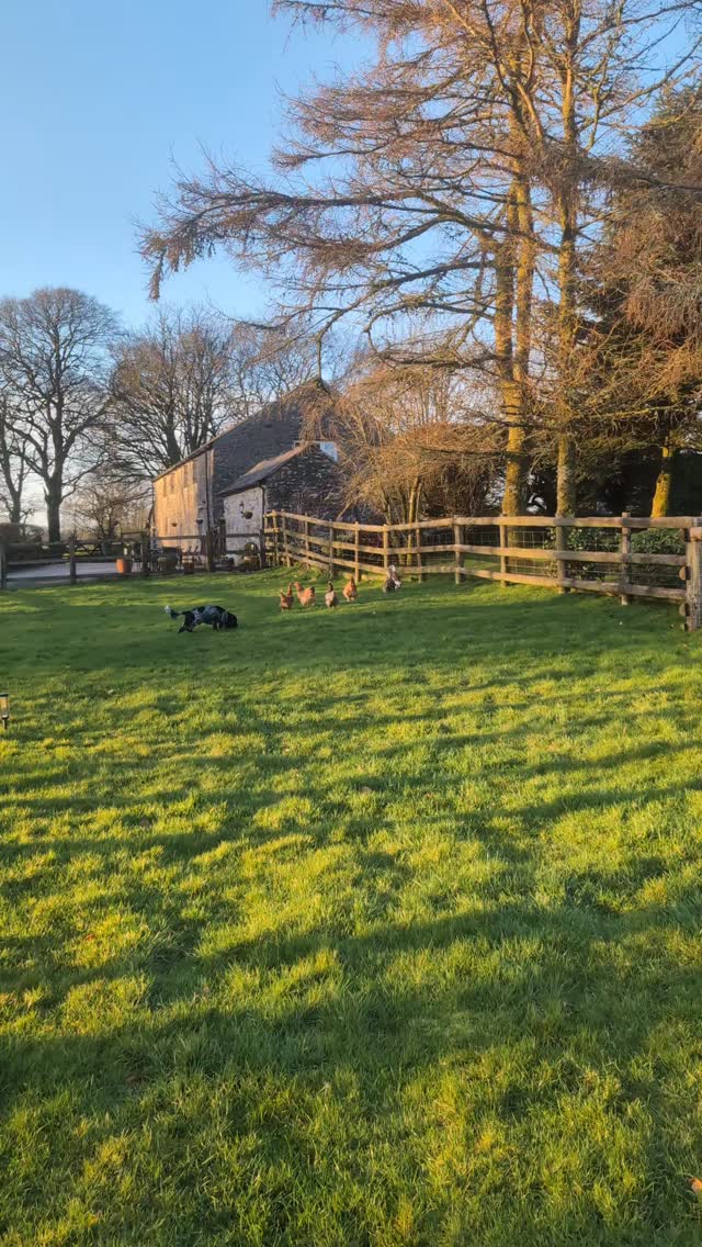 Today has felt like spring is almost here finally 🤞
.
.
.
#springvibes #dartmoorholidaycottage #dartmoorholidaycottage #chickensofinstagram #escapetothecountry