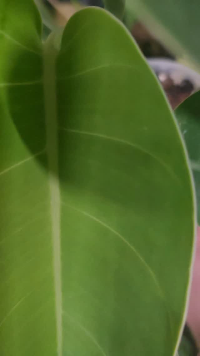 Were live tonight at 6:45 over on TT. Come join, hang out, jam and bring any questions you may have!
https://www.tiktok.com/t/ZT9e68t2Prwta-1sOKY/
#thehenandthechick #smallbusiness #greenhouse #plants #live