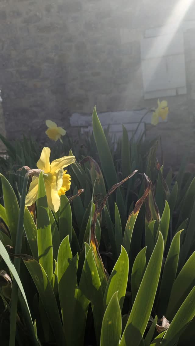 La valse des fleurs commence!
Vive le printemps ! #lespierreslotoises #gitesetchambresdhotes #enjoylife #flowerphotography #flowersaddict